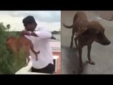 Chennai dog thrown from building found alive, Watch Video | Oneindia News