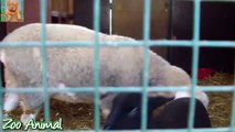 Sheep and lambs happy  house on farm - Farm animals video for Kids - A