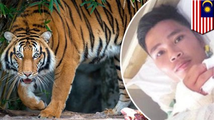 Tiger attacks man in the middle of going to the toilet, dogs save him