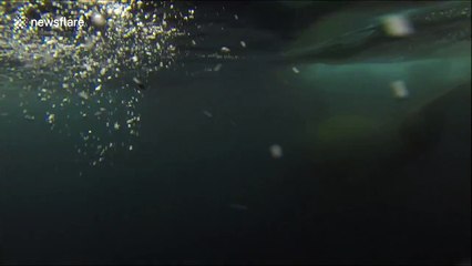 Antarctic researcher has close encounter with Killer Whale