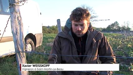 FOCUS Première sortie des hélicoptères anti-gel dans le vignoble