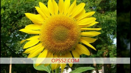 SUNFLOWER 오피쓰 부산건마 OPSS2.COM  부산오피