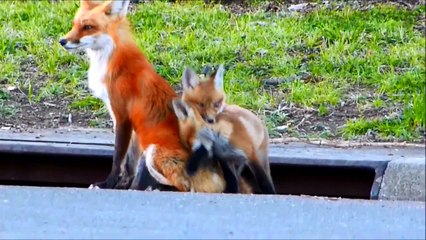 Cute Baby Foxes with Mom