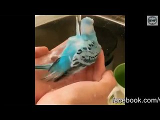 bathing bird under tap for heat