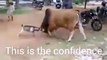 Goat vs Bull fight... See who wins....(motivational)