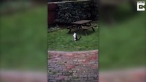 Confused cat tries to CATCH the rain when she sees it fall for the first time