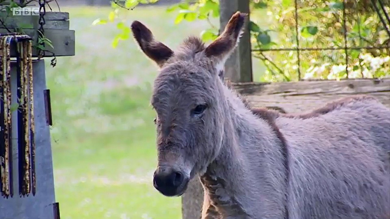 Big Barn Farm - S1E01. You Can't Teach a New Dog Old Tricks