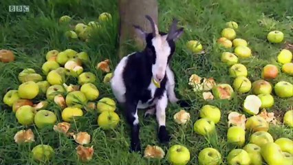 Big Barn Farm - S1E02. Lester Loses His Voice