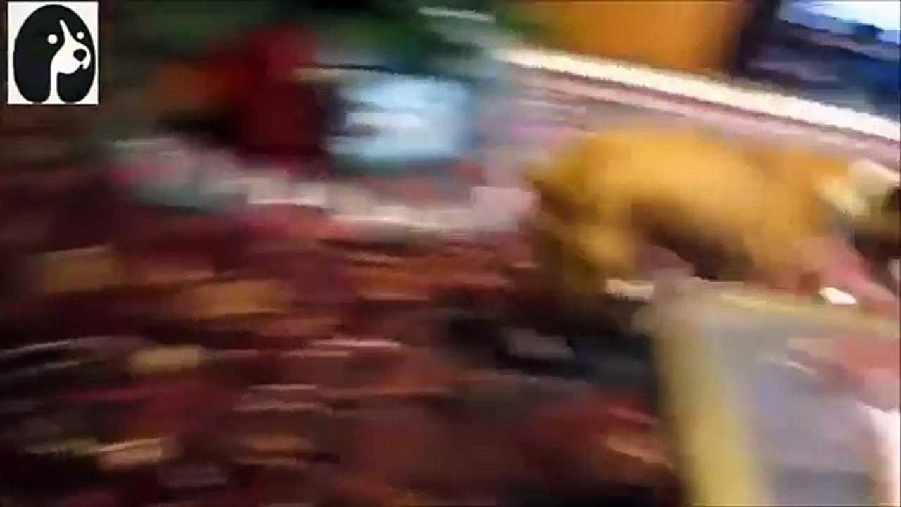 荒谷竜太の癒し (2)