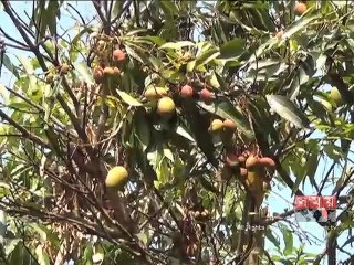 বান্দরবানে অগ্রিম বৃষ্টিপাতে আমের ফলন ক্ষতিগ্রস্ত