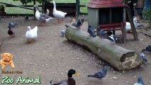 Real Duck Chickens Goos geon Swan in farm animals - Farm A