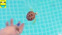 Tounboxing. Robo turtle. Turtle robot rofofish unboxing toys egg sur