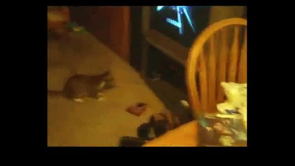 Funny Cats Video - Funny Cat Videos Ever- Funny Videos 2017 - Funny Animals Funny Animal Videos(2)