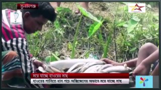 BD Top News Today : মালয়েশিয়ায় বাংলাদেশি শ্রমিক অপহরণকারী ৮ চক্ৰ - সিটিং সার্ভিস চালু