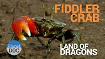Fiddler Crab. Land of Dragons   Nature - Planet Doc Full Documentaries