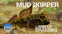 Mudskipper. Land of Dragons   Nature - Planet Doc Full Documentaries