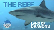 The Reef. Land of Dragons   Nature - Planet Doc Full Documentaries