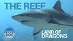 The Reef. Land of Dragons   Nature - Planet Doc Full Documentaries