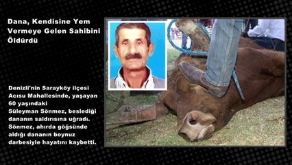 Dana, Kendisine Yem Vermeye Gelen Sahibini Öldürdü