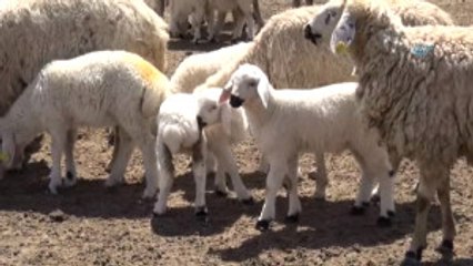 Aksaray'da 2 Bin 660 Üreticiye 8 Milyon 402 Bin TL Destekleme Ödemesi