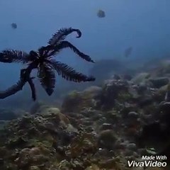 SubhanAllah beautiful and unbelievable creation of Allah