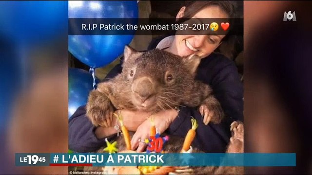 Les internautes rendent hommage à Patrick, un marsupial, mort à 31ans - Regardez