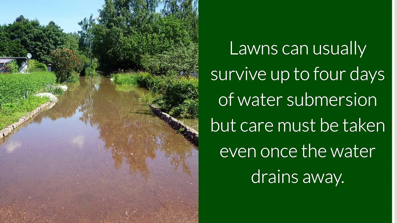 Lawns After Floods Part 1