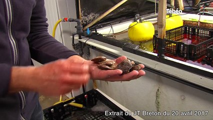 Pétoncle. L'or noir de la rade de Brest