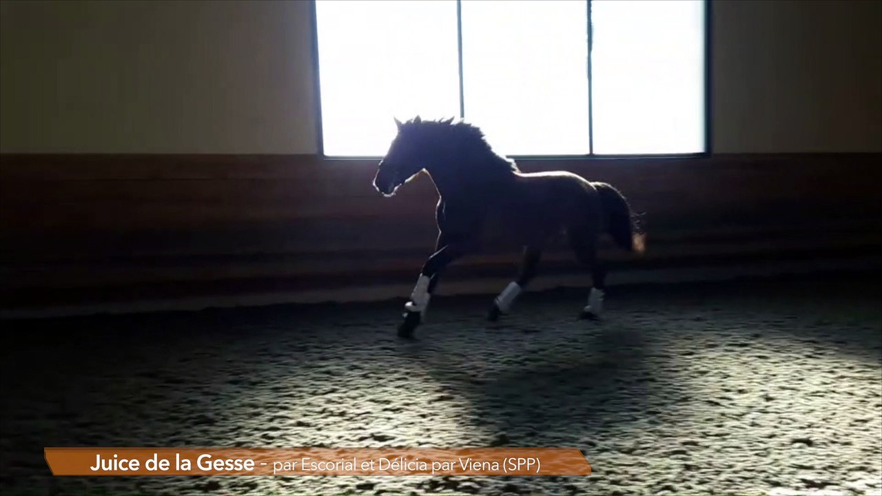 Juice de la Gesse - M PSL - né le 07 mai 2014 - Escorial x Délicia par Viena (SPP)