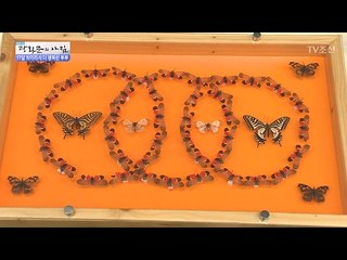 진짜 나비로 만든 할아버지의 신비한 예술작품들 [광화문의 아침] 413회 20170202