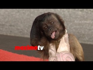 Crystal the Monkey | Highest Paid Primate In Hollywood | Best of the Best!