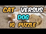 Can a Cat Solve a Dog IQ Puzzle?
