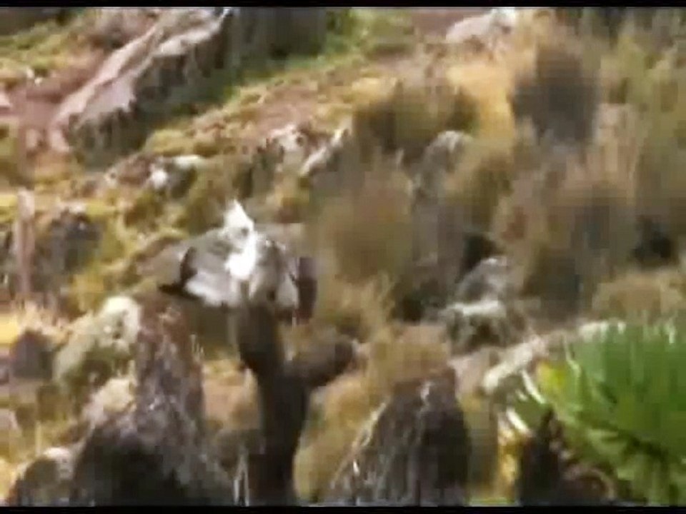 Wildest Africa Mount Kenya African Heart of Ice (Nature Documentary)