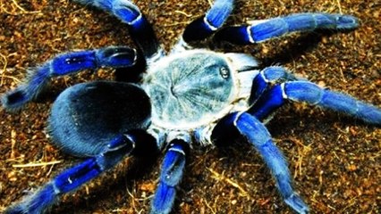 10 most beautiful spiders in the world