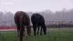 Horses get scared by thunder while grazing in field