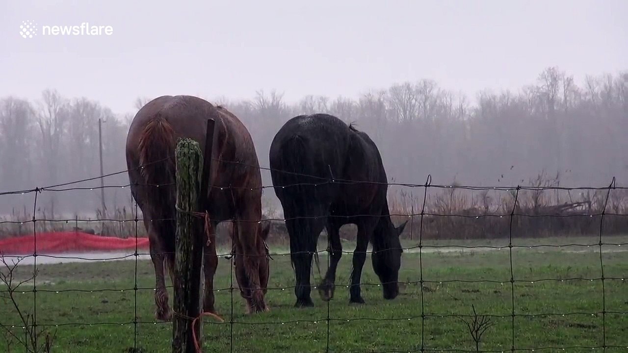 Horses get scared by thunder while grazing in field