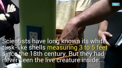 Elusive giant shipworm unearthed in Philippines