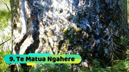 Top 10 los  Árboles mas antiguos del mundo