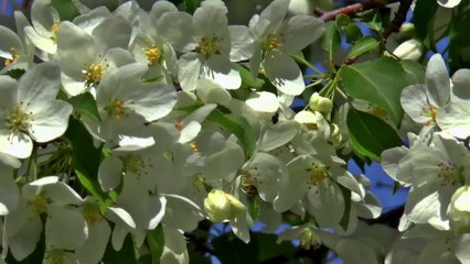 Bloomed flowers of Apple tree Full HD released by NCV