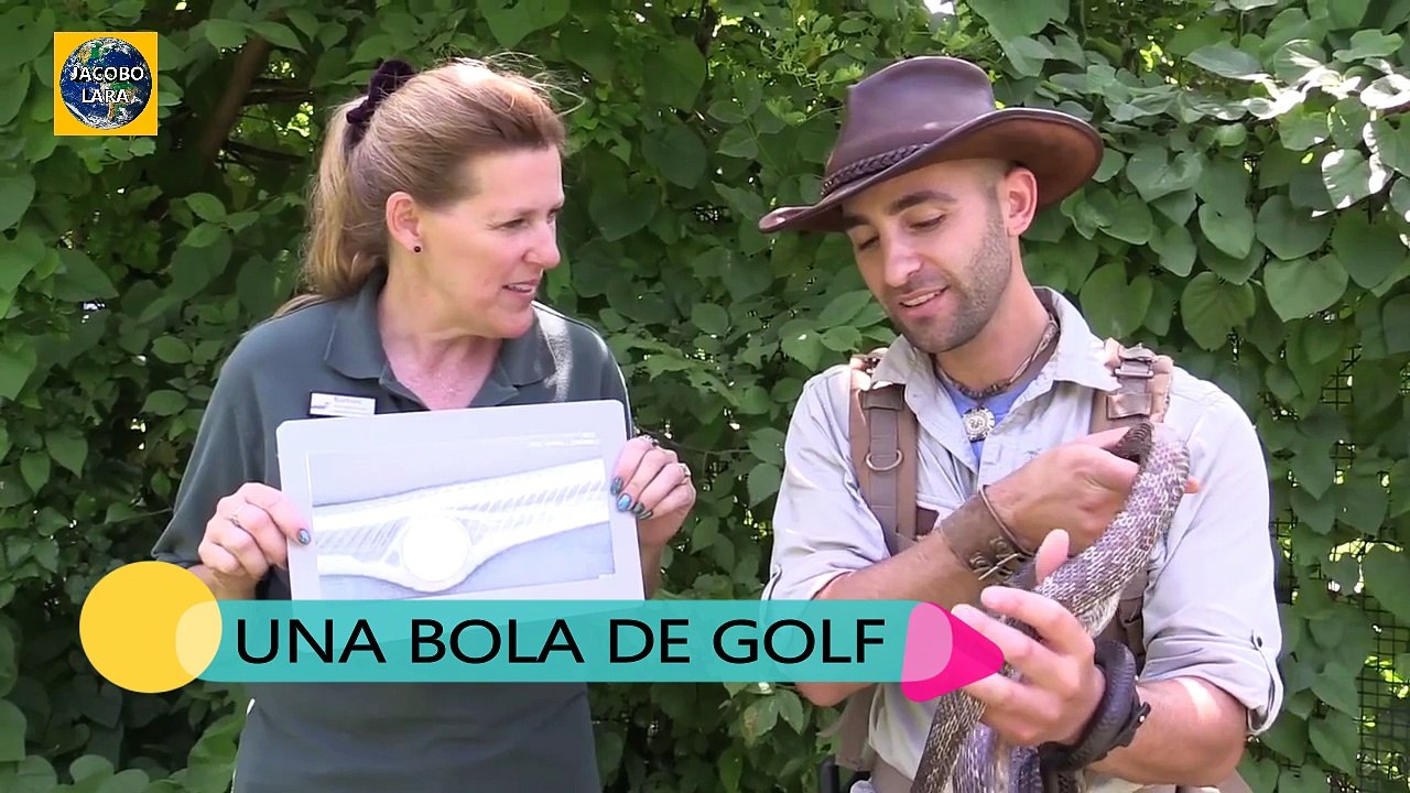 8 INCREÍBLES ENCONTRADAS EN UNA SERPIENTE