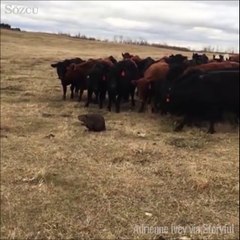 Farkında olmadan 150 ineği yönetti