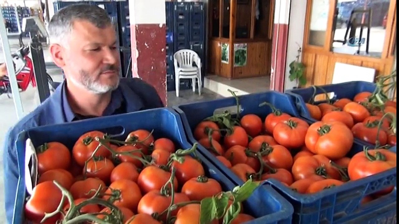 Domates Fiyatları Dolar Ve Euroyu Solladı
