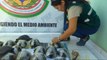 29 tortoises have been rescued from smugglers