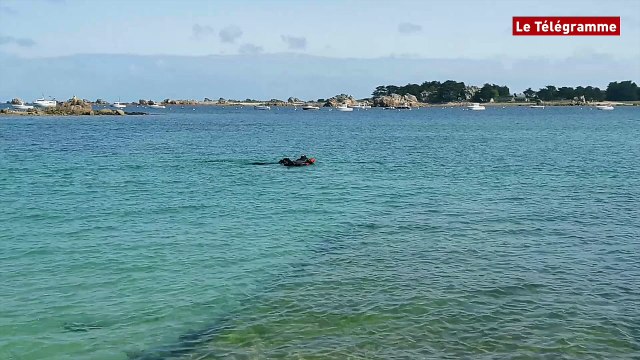 Trévou-Tréguignec (22). Sauvetage : les chiens sont prêts à affronter les vagues