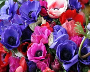 Anemone -  Flowering Plant