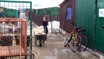 The plight of stray dogs in Romania | DW English