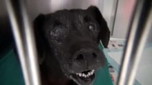 Atteinte d’une tumeur, cette chienne a été abandonnée par ses maîtres dans un sac poubelle