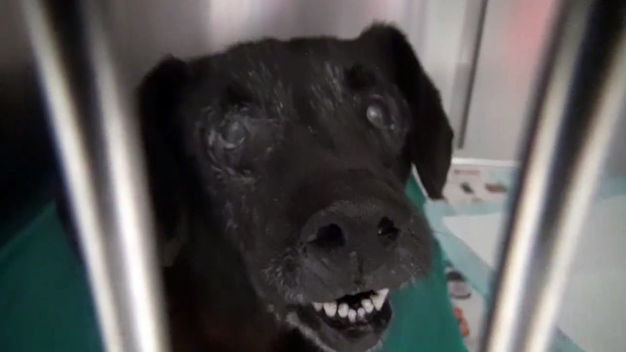 Atteinte d’une tumeur, cette chienne a été abandonnée par ses maîtres dans un sac poubelle