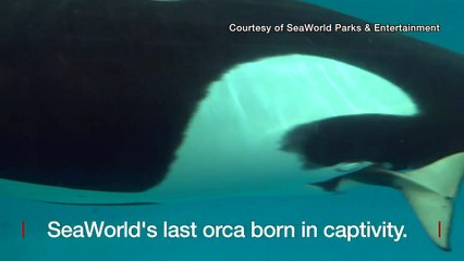 Birth of last baby orca in captivity filmed at SeaWorld