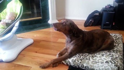 Ce chien est extrêmement jaloux d'un bébé !